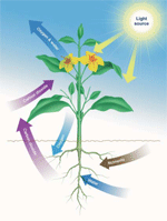 Example of Autotrophic Metabolism