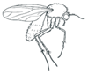 Example of an Adult Sciarid Fly (aka Fungus Gnat or Fly)