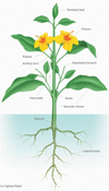 Example of a Typical Plant