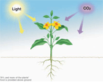 75% and more of the Plants' Food is provided above ground