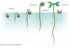Example of Seed Germination