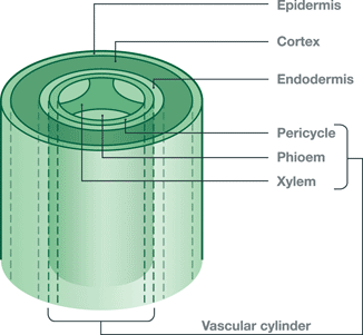 Example of a Cross Sextion of Root