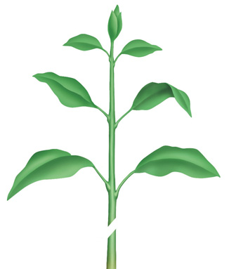 Example of the First Stage of Taking a Cutting from a Plant