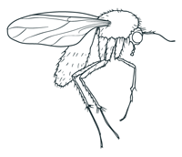Example of an Adult Sciarid Fly  (aka Fungus Gnat or fly)