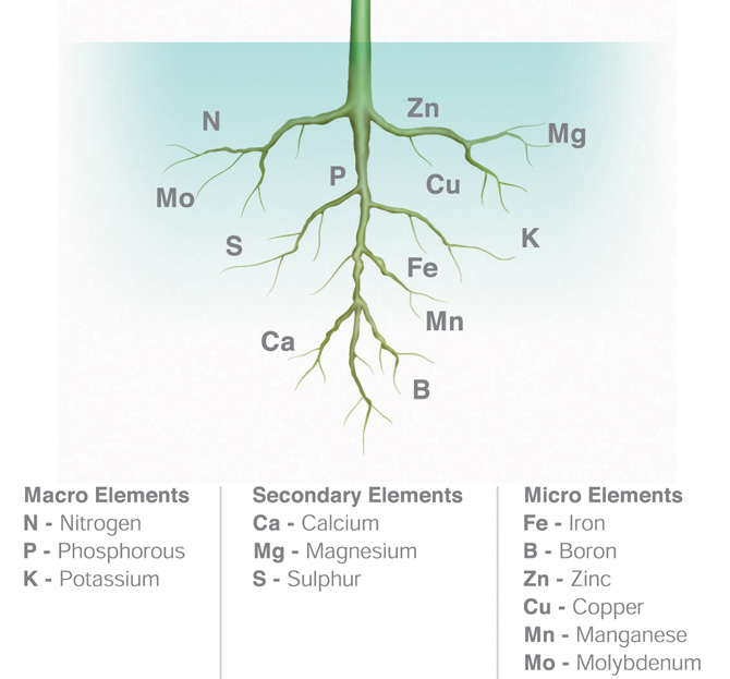 Example of  Nutrients Required by Plants