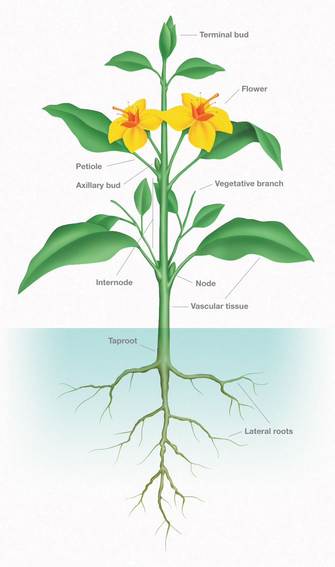 Plants A Basic Overview