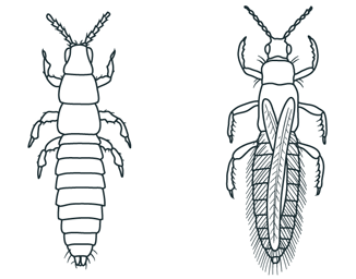 Example of Thrips - Nymph (left) and Adult (right) 