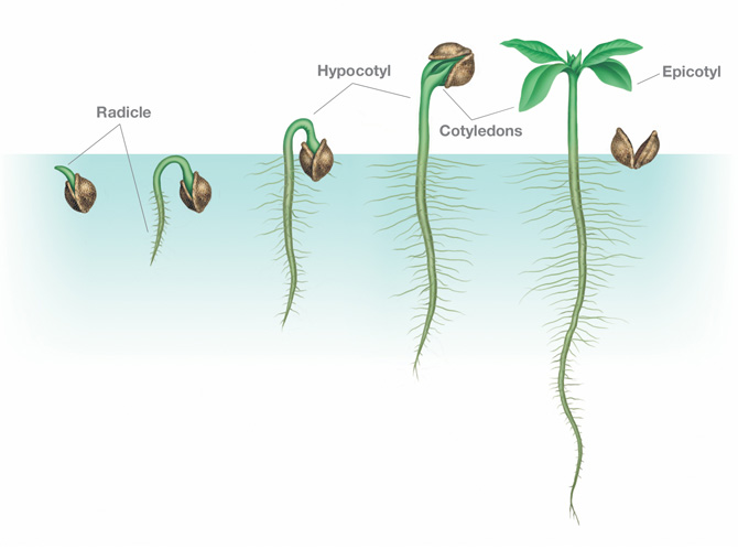 Example of a Seed Germinating