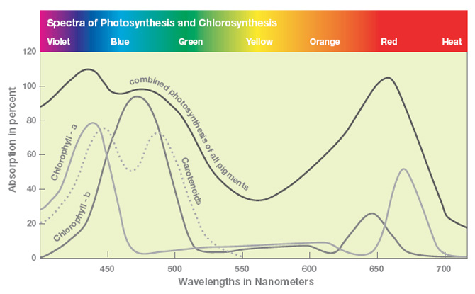 Spectra of Photosynthesis and Chlorosynthesis